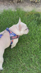 Orange & Royal Blue Camo BullHug Dog Harness – Non-Choking, Adjustable