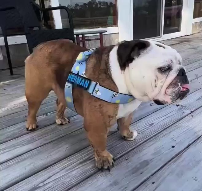 Honeybee BullHug Dog Harness – Non-Choking, Adjustable