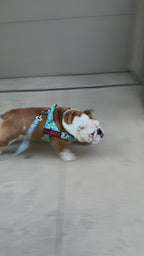 Rubber Ducky BullHug 6ft Dog Leash – Padded Handle