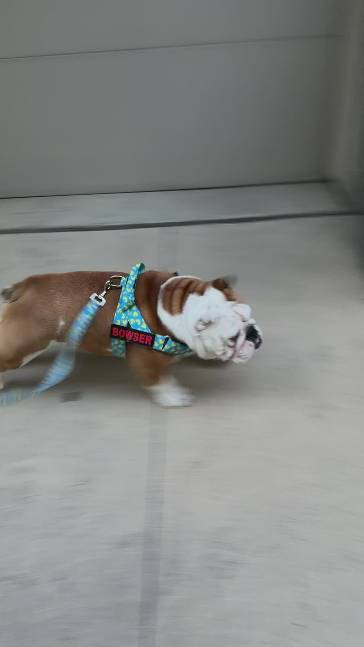 Rubber Ducky BullHug 6ft Dog Leash – Padded Handle