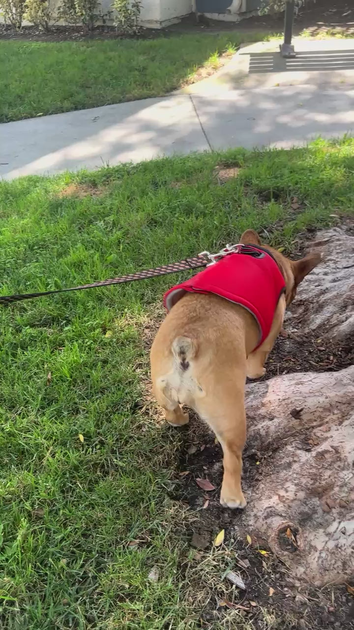 french bulldog wearing a bullhug cooling vest
