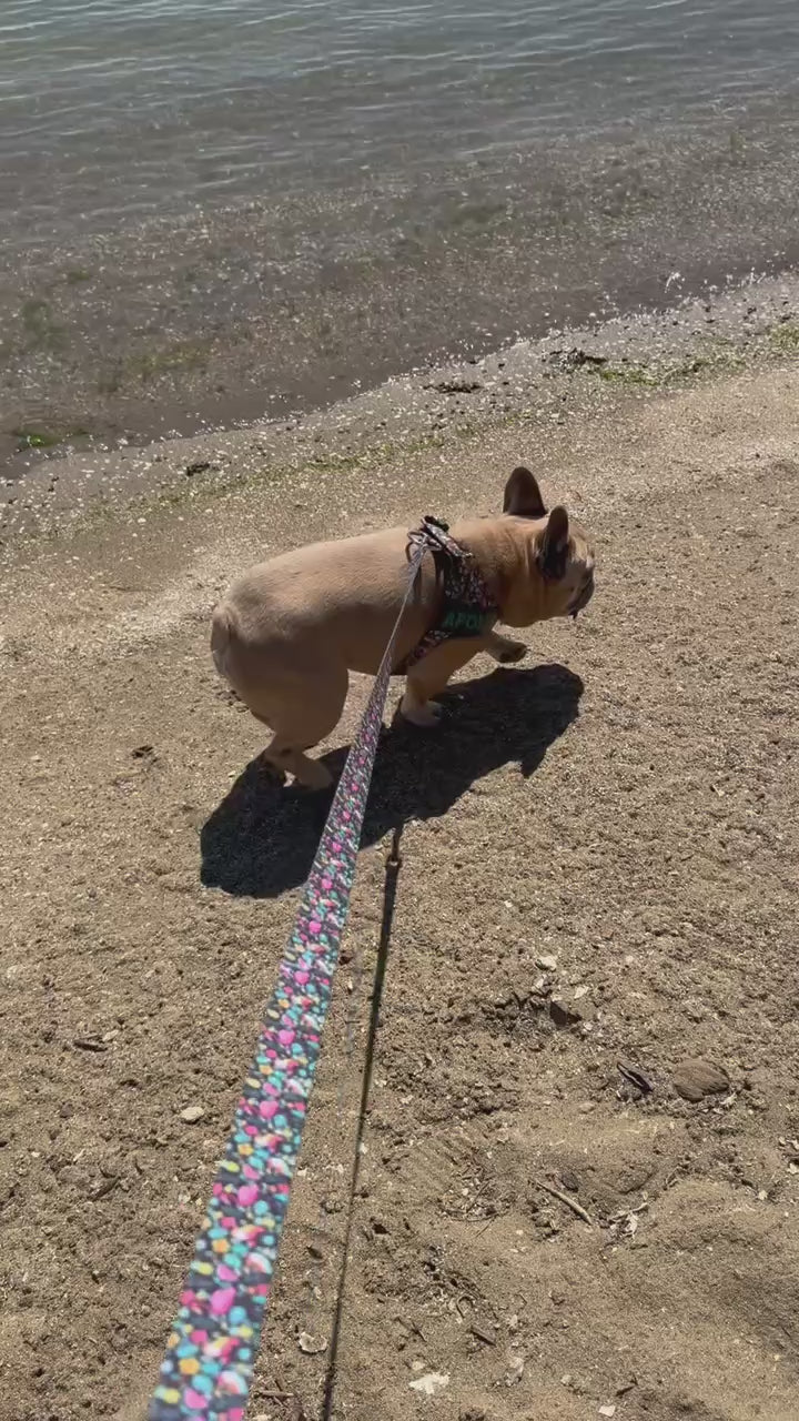 Tropical Birds BullHug Dog Harness & Leash Combo