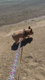 Tropical Birds BullHug Dog Harness & Leash Combo