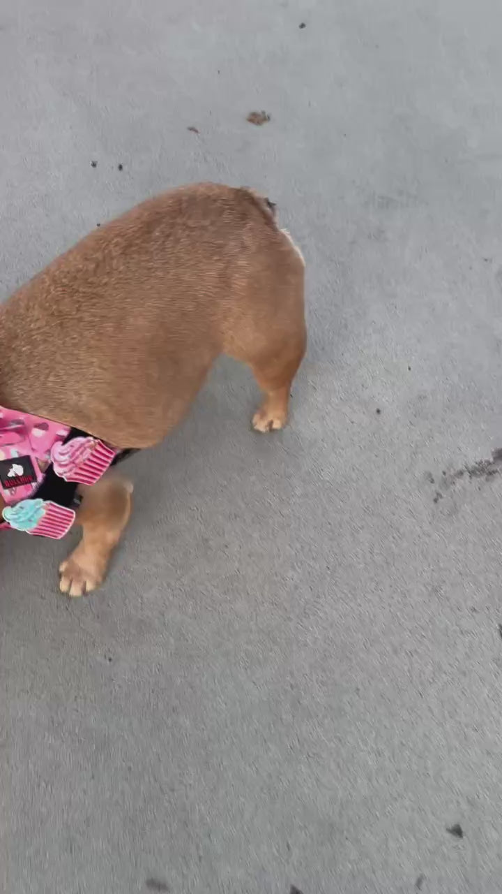 Cupcake BullHug Dog Harness – Non-Choking, Adjustable
