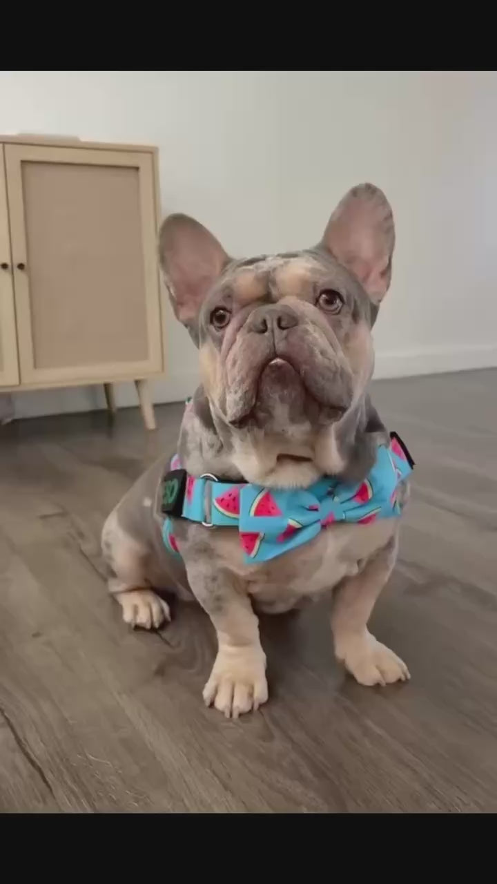 Watermelon BullHug Dog Harness – Non-Choking, Adjustable