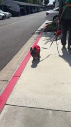 French Bulldog Wearing a Bullhug 
Cooling Vest in the Summer