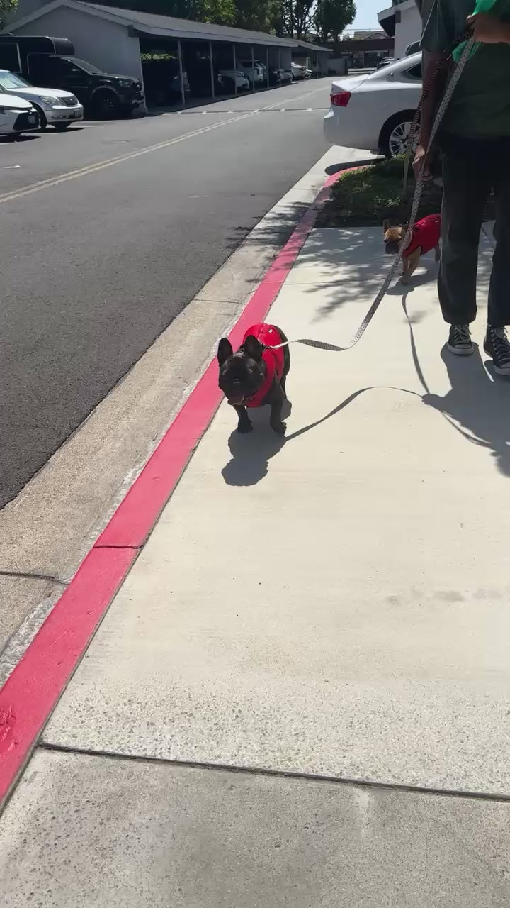 French Bulldog Wearing a Bullhug 
Cooling Vest in the Summer