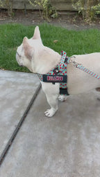 Fries BullHug Dog Harness – Non-Choking, Adjustable