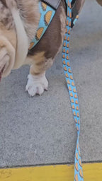Tacos BullHug Dog Harness – Non-Choking, Adjustable