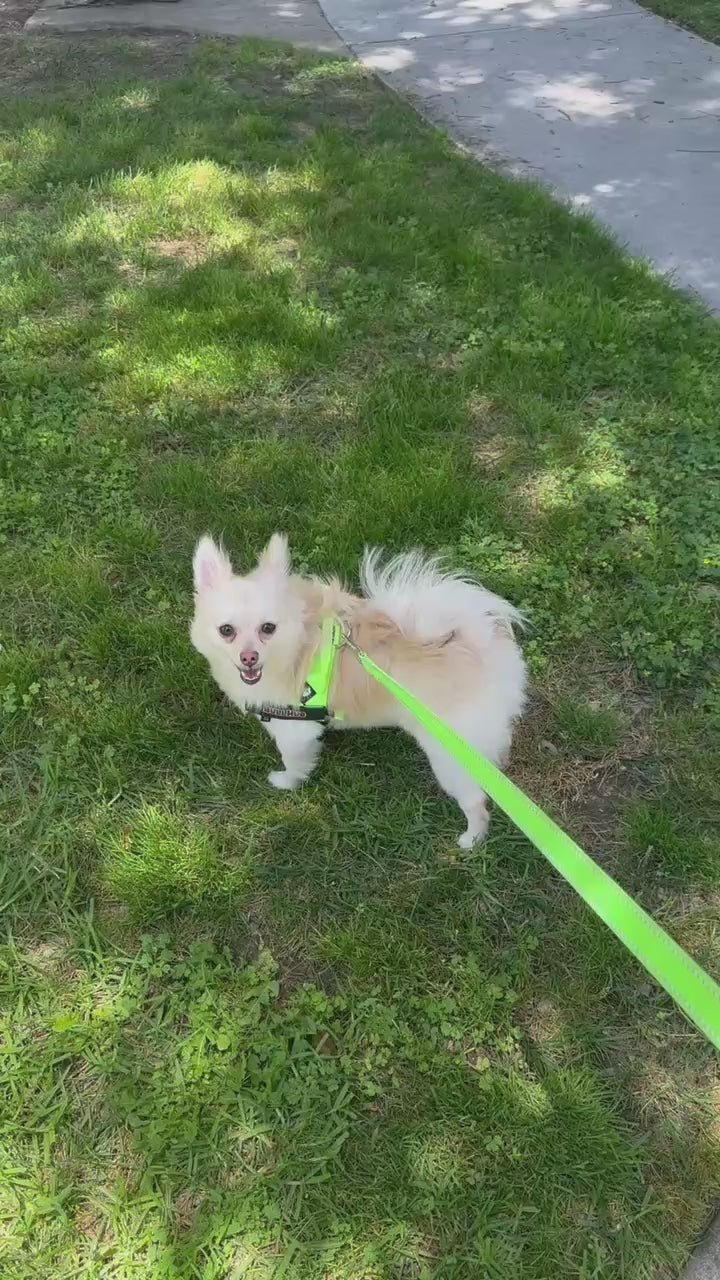 Neon Green BullHug Dog Harness – Non-Choking, Adjustable