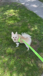 Neon Green BullHug Dog Harness – Non-Choking, Adjustable