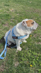 Blue Checkers BullHug Dog Harness – Non-Choking, Adjustable