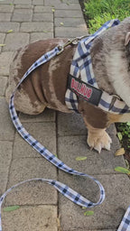 Blue & Tan Plaid BullHug Dog Harness – Non-Choking, Adjustable