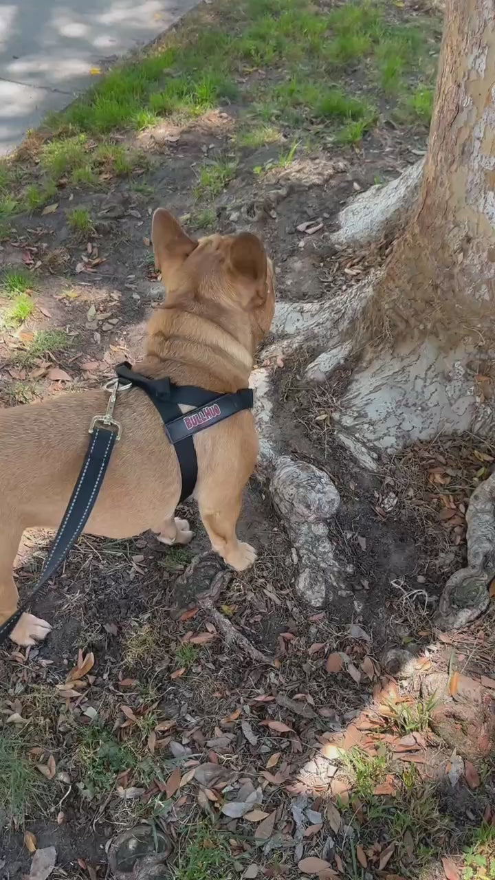 Black BullHug Dog Harness – Non-Choking, Adjustable