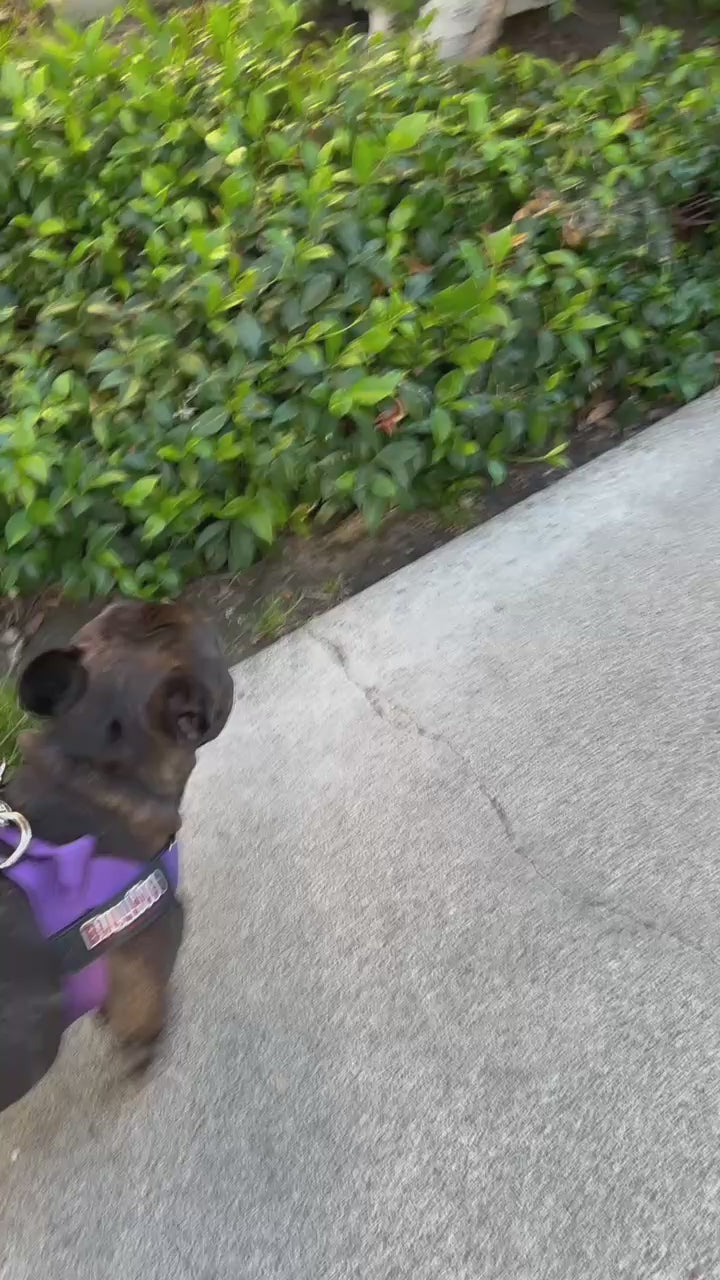Violet BullHug Dog Harness – Non-Choking, Adjustable
