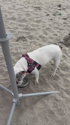 Checkered Hearts BullHug Dog Harness & Leash Combo