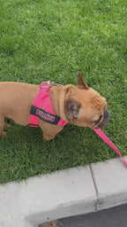 Neon Pink BullHug Dog Harness – Non-Choking, Adjustable