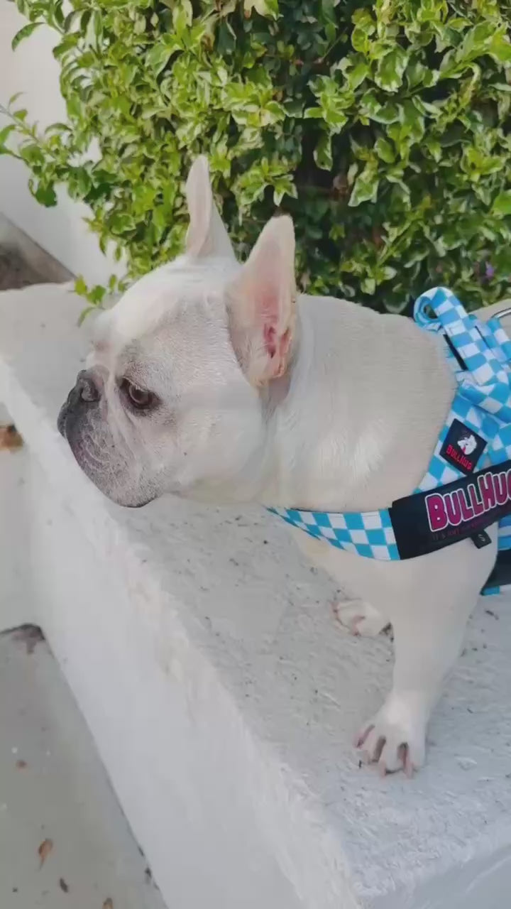 Blue Checkers BullHug Dog Harness – Non-Choking, Adjustable