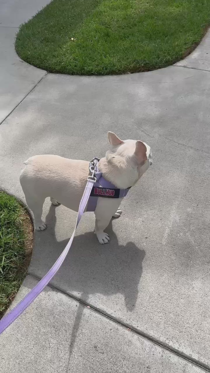 Lavender BullHug Dog Harness – Non-Choking, Adjustable