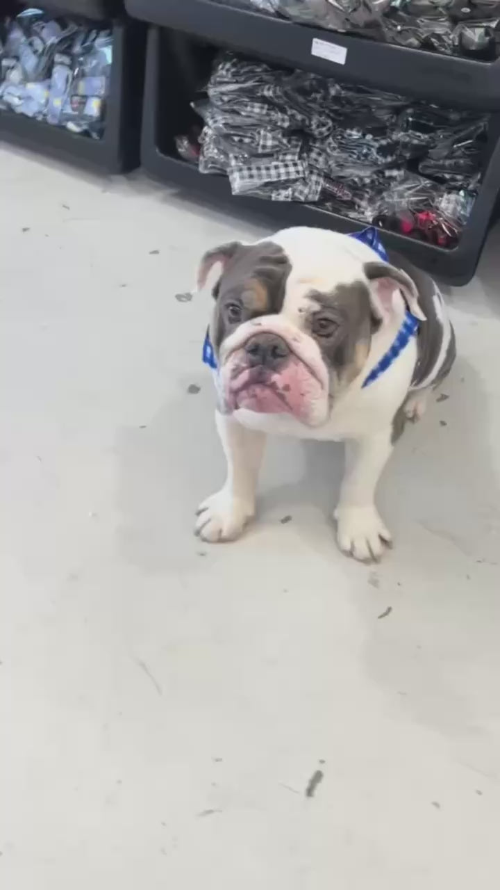 Blue Plaid BullHug Dog Harness – Non-Choking, Adjustable
