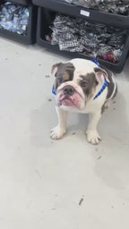 Blue Plaid BullHug Dog Harness – Non-Choking, Adjustable