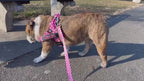 Pink Checkers BullHug Dog Harness – Non-Choking, Adjustable