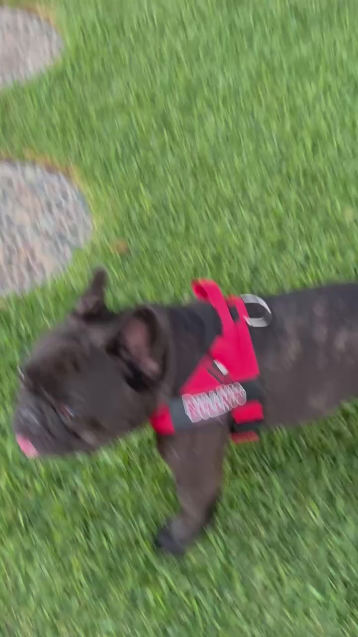 Fire Truck Red BullHug Dog Harness – Non-Choking, Adjustable