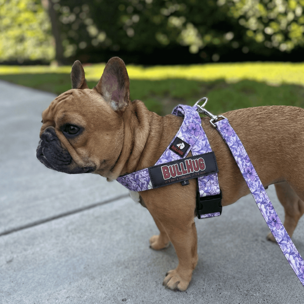 Small dog wearing a purple harness with 'BullHug' branding on a sidewalk.