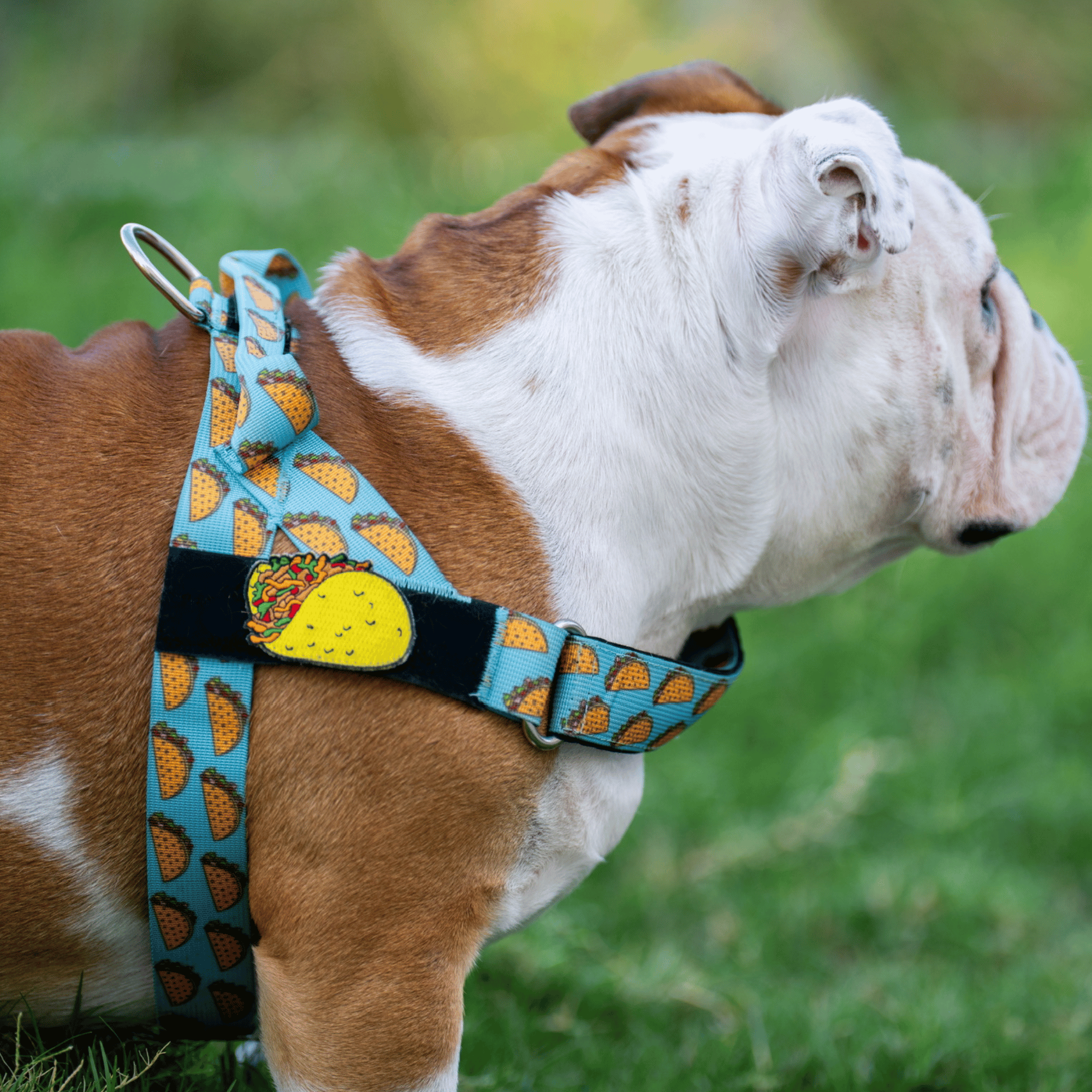 Taco Flair Patches for Bullhug Dog Harness