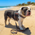 tropical birds dog harness and leash dog on beach