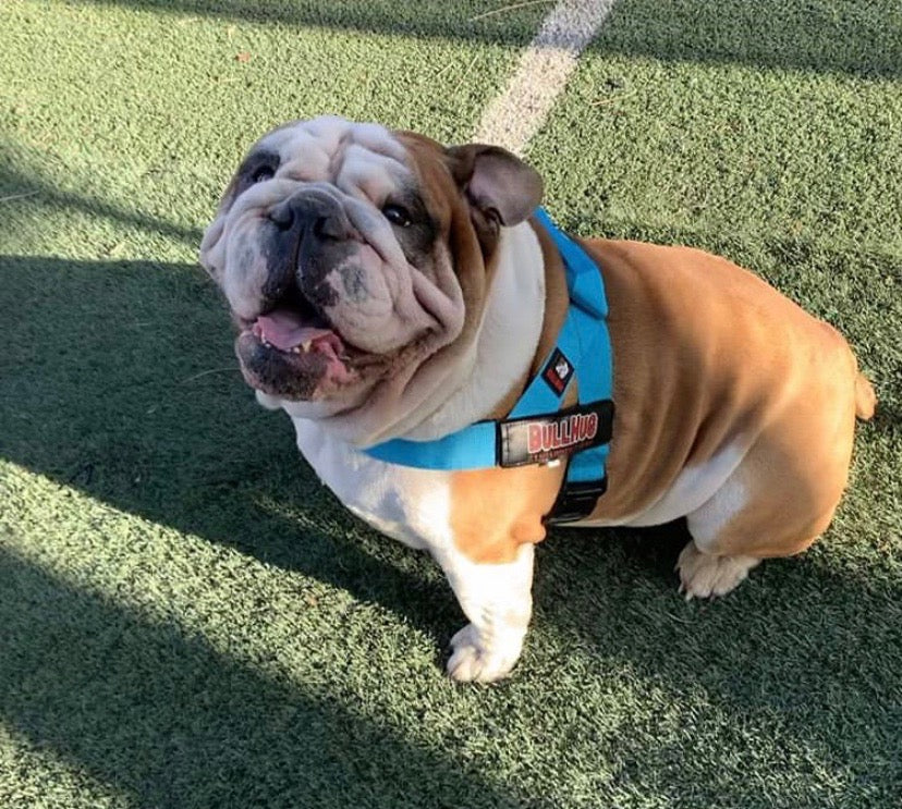 ''Teal'' BULLHUG HARNESS - bullhug.com