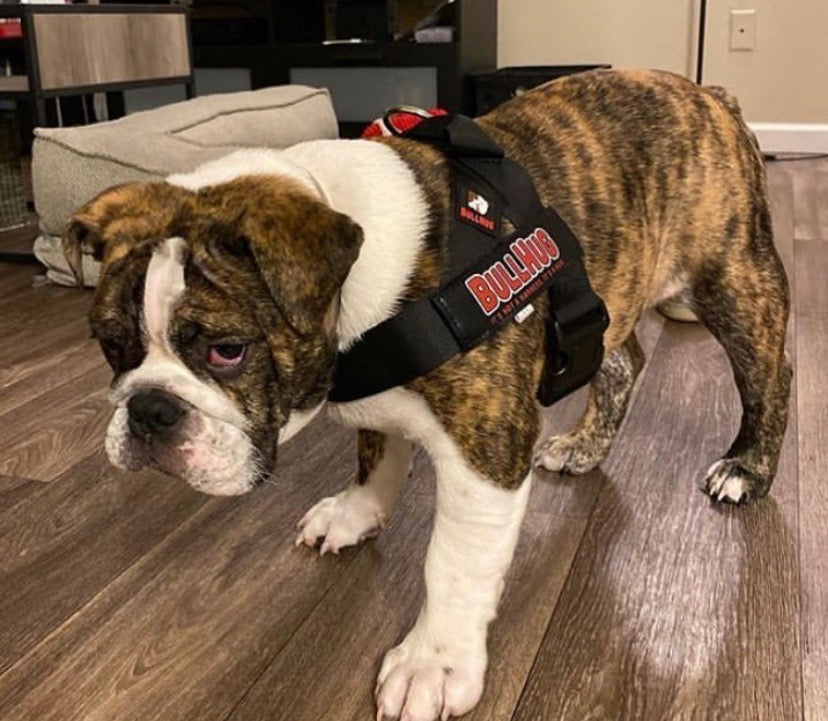 Bulldog Harness Black BULLHUG Harness for Bulldogs