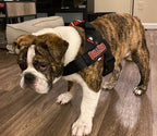 BLACK ADJUSTABLE BULLHUG HARNESS - thebullhug.com