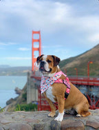 "DONUTS" ADJUSTABLE BULLHUG HARNESS - thebullhug.com