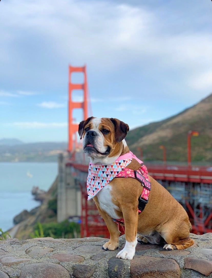 "DONUTS" ADJUSTABLE BULLHUG HARNESS - thebullhug.com