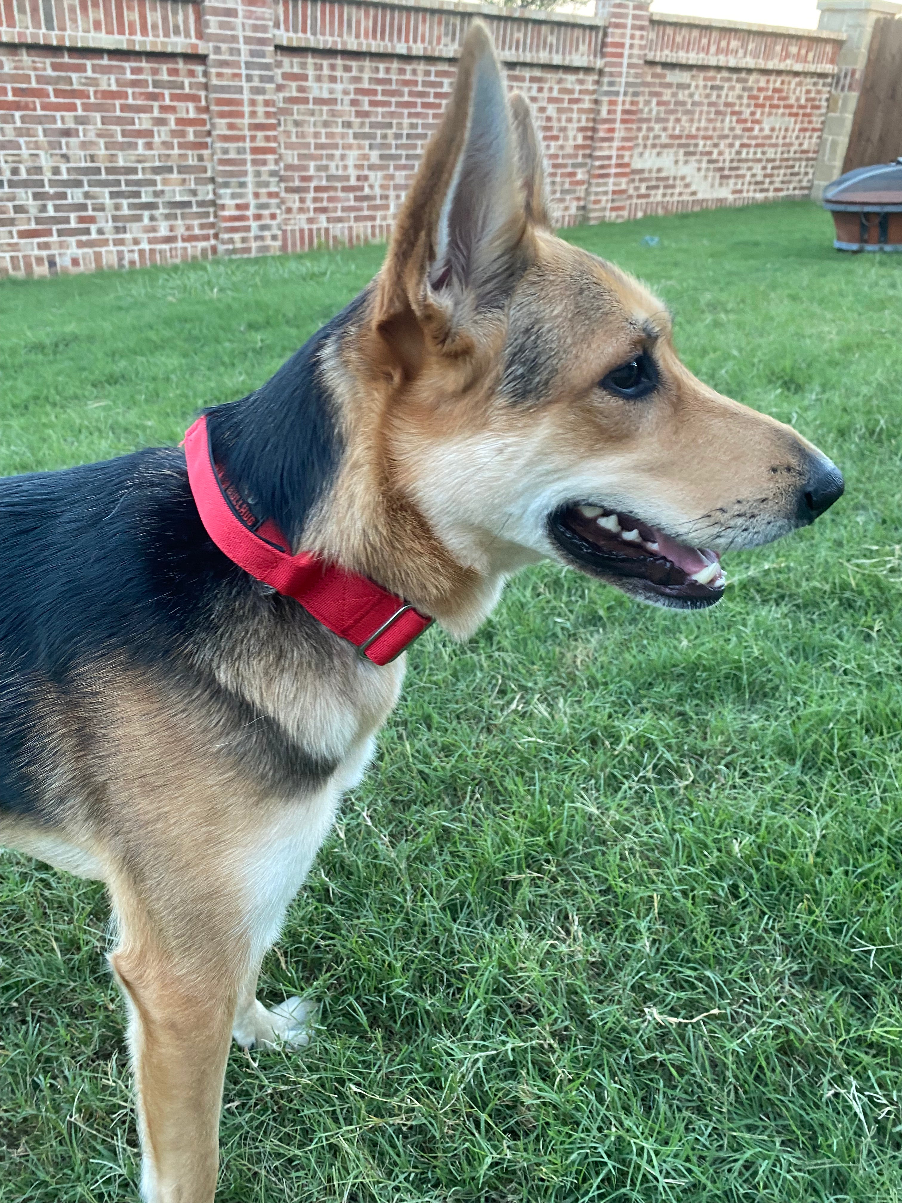 TACTICAL COLLAR-RED - thebullhug.com