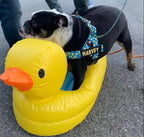 RUBBER DUCKY COMBO SET - thebullhug.com