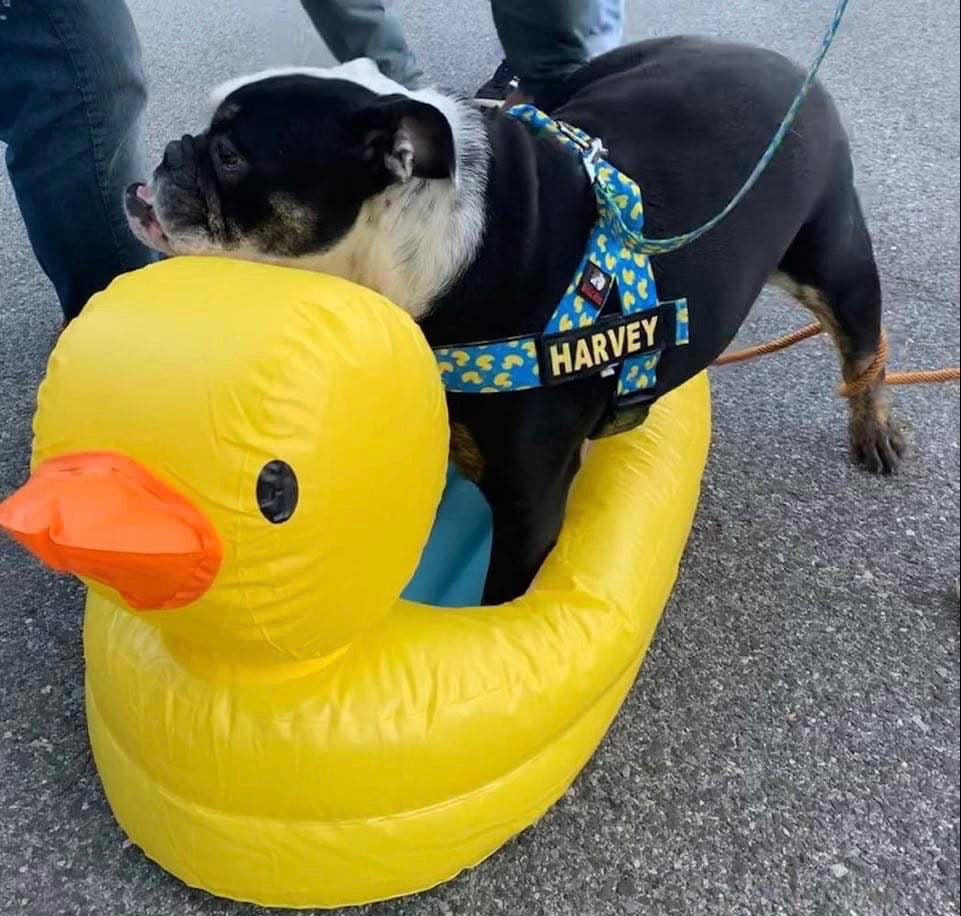 RUBBER DUCKY COMBO SET - thebullhug.com