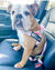 "PINK FLORAL" HARNESS - thebullhug.com