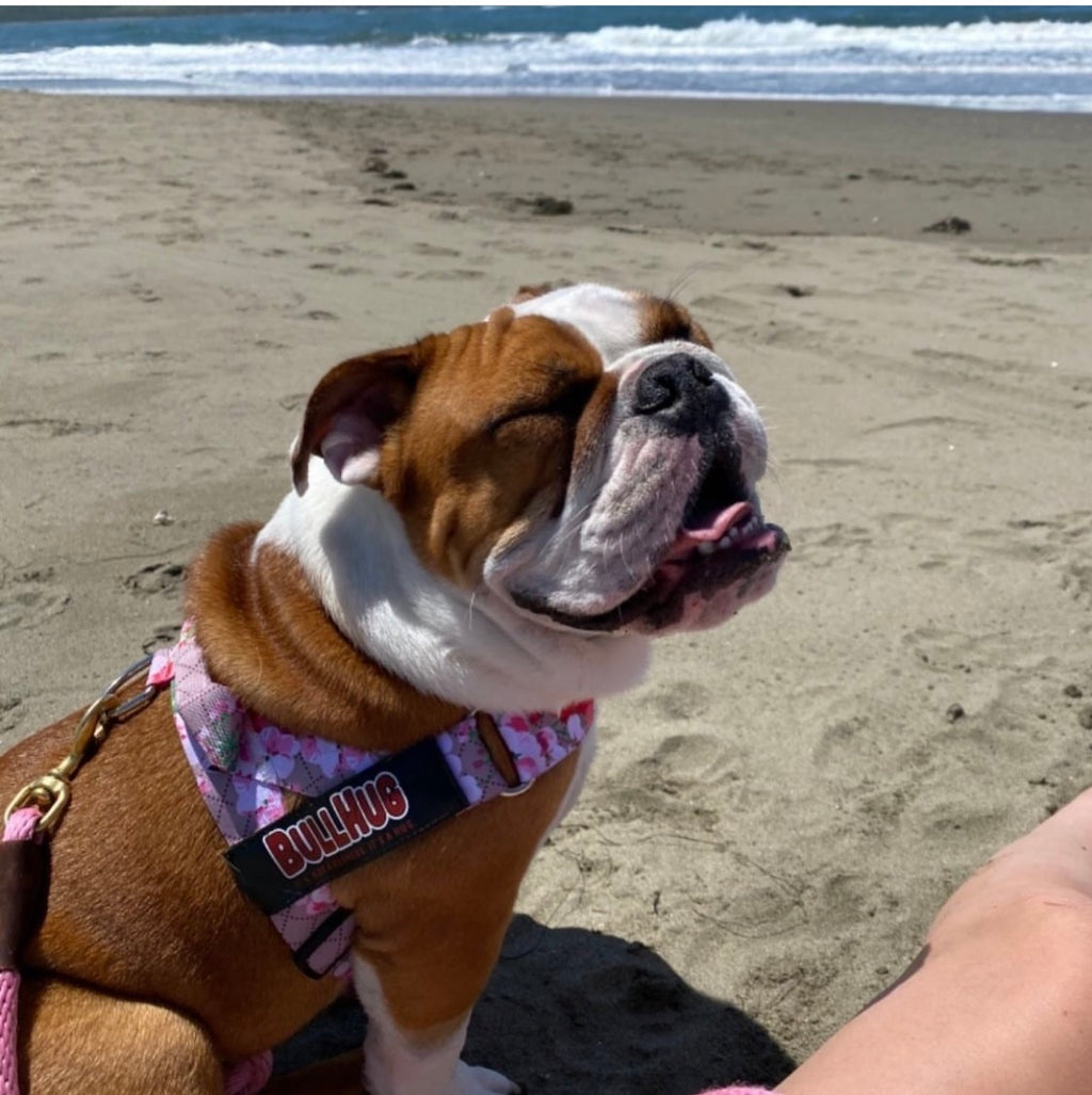 "PINK FLORAL" HARNESS - thebullhug.com
