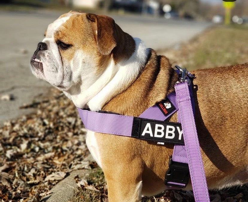 PURPLE ADJUSTABLE BULLHUG HARNESS - thebullhug.com