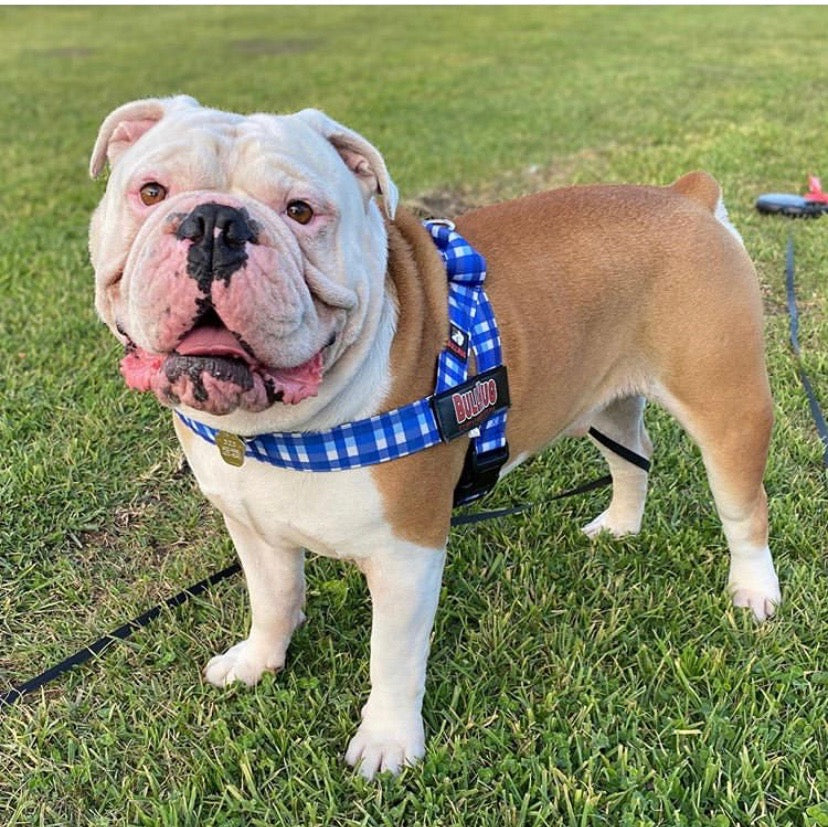 BLUE PLAID ADJUSTABLE BULLHUG HARNESS - thebullhug.com