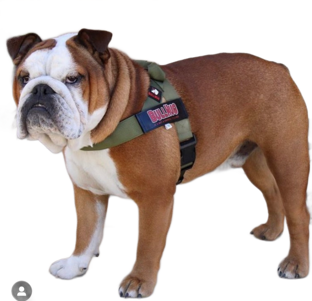 "OLIVE GREEN" BULLHUG HARNESS - thebullhug.com