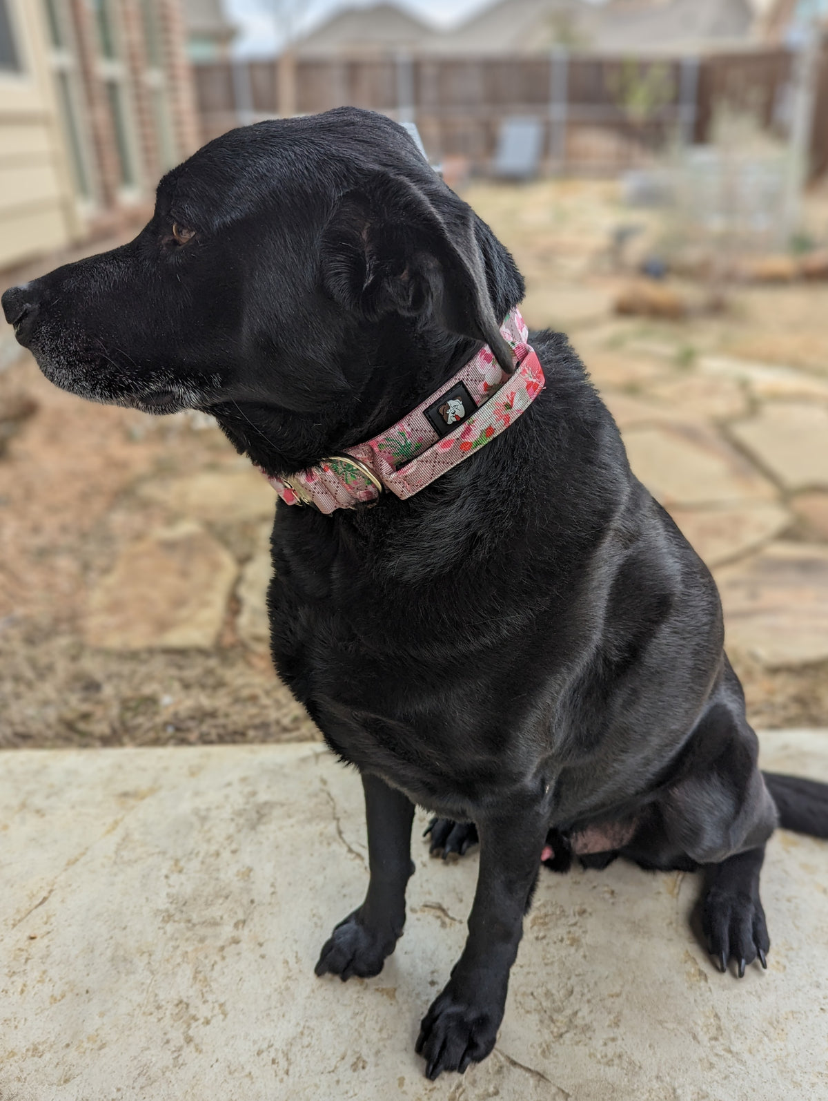 TACTICAL COLLAR- PINK FLORAL - thebullhug.com